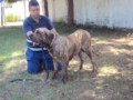 Padreadores - Fila Brasileiro Tigrado - Canil Singular - Vingador